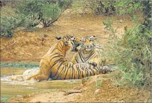  ?? PHOTOS BY VALMIK THAPAR ?? (Below) The tigress is aggressive after copulation and the tiger has to be careful of her claws. No one is actually injured. (Bottom) A tiger couple fondle by rubbing heads, cheeks and the flanks of their bodies, as the tigress encourages the tiger to mate.