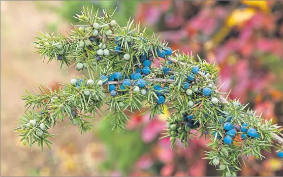 ?? PHOTOGRAPH: SHUTTERSTO­CK ?? Junipers come in many shades of green and female plants add the blue of their berries to the colour mix
