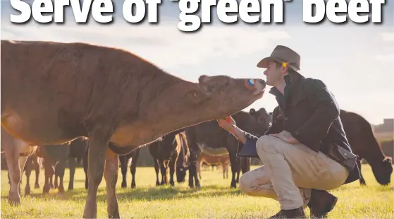  ??  ?? Sam Trethewey with his Wagyu cattle, which he rotates through ‘salad bowl’ paddocks to enhance flavour.
Picture: Wildman Films