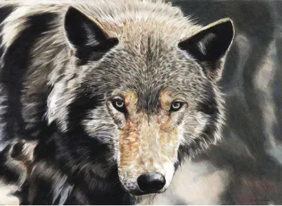 ??  ?? Wolf, 1000 Yard Stare, coloured pencil on paper,
39 x 56 cm (15 x 22")
This is one of my earlier works where I learnt a basic understand­ing of the processes involved with drawing fur. I chose this particular piece because of the way the fur was defined and its distinct colours ranging from black, grey and white with reddish tones. Before working on a subject like this, I find it’s ideal to always do a little studying and observing before starting to draw. This will help get the best results.
