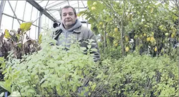  ??  ?? ves), leur période de floraison, leur port
bactérie appelée la xyllela fastidiosa a