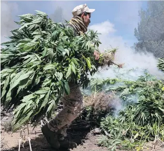  ?? GUILLERMO ARIAS/AFP/GETTY IMAGES ?? Soldiers destroy a marijuana plantation in Tecate, Mexico, last week. Because growing marijuana remains illegal in Mexico, officials in Leamington are looking into whether Mexican workers in government programs can be part of the expanding industry in Canada.