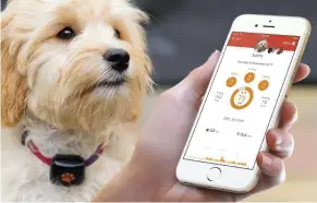  ??  ?? The PitPat2 fits onto your dog’s collar to monitor their activity via an app. The device is waterproof – great news if your pet loves to swim!