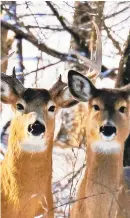  ?? DENNIS ANDERSON/MINNEAPOLI­S STAR TRIBUNE ?? The $50 payment to deer hunters appears to be illegal, and it also is not an effective way to provide food for the needy and to reduce deer population­s.