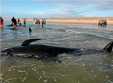  ?? PROJECT JONAH ?? Pilot whales stranded along the Ruaka¯ ka¯ coast on Tuesday night. Four whales have died.