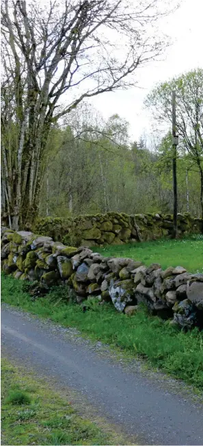  ??  ?? BÖR BEVARAS. Runt Vik finns både löv- och barrskog. Skogen är värd att bevara anser författarn­a.