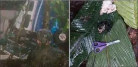  ?? FOTO: MILITARES DE COLOMBIA ?? Det lille Cessna 206-fly styrtede ned over Colombias jungle 1. maj. Piloten og to voksne passagerer blev dræbt på stedet, mens fire børn to uger senere blev fundet i live.