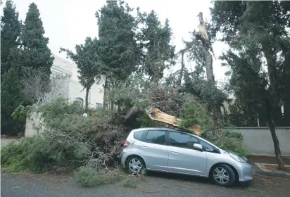  ?? (Marc Israel Sellem/The Jerusalem Post) ?? A TREE FALLS in Jerusalem, covering a car with branches amid storms that raged across the country on Friday.