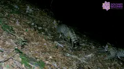  ??  ?? Quadretto familiare Mamma-gatta e il suo cucciolo nel territorio del Parco