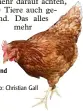  ?? Foto: Christian Gall ?? Hühner scharren und picken.