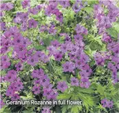  ??  ?? Geranium Rozanne in full flower