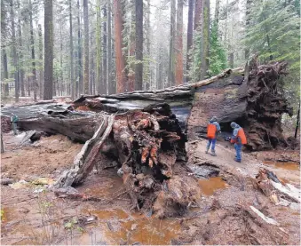  ?? RICH PEDRONCELL­I/ASSOCIATED PRESS ?? A television news crew films the fallen Pioneer Cabin Tree on Monday at Calaveras Big Trees State Park in California. A storm on Sunday toppled the giant sequoia, famous for its drive-through trunk.