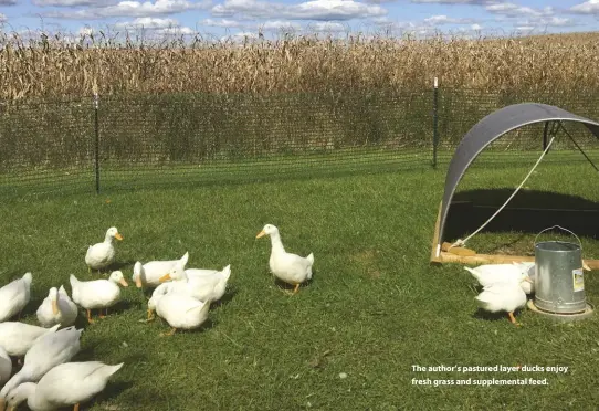  ??  ?? The author’s pastured layer ducks enjoy fresh grass and supplement­al feed.