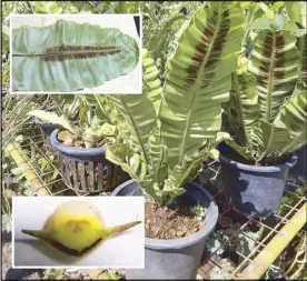  ??  ?? Asplenium musifolium. This species can grow big. There are 2 distinct population­s in nature. The green frond ones that grow in the shade and the smaller silvery ones that grows under exposed conditions. As the name suggests, the frond can grow like...