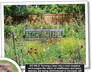  ??  ?? GO WILD: Turning a lawn into a mini meadow encourages the return of wildflower­s and bees; beavers are being reintroduc­ed in Cornwall, left
