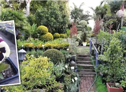  ?? Photo: Penhill Nursery Photo: Ornamental Garden Nursery ?? Gardeners flocked to nurseries when they opened on 1 May. people crave colour for their gardens.
LEFT: Lockdown blues have made