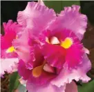  ??  ?? CATTLEYA HYBRIDS will also be displayed at the festival. Everyone is invited to see the orchid displays and learn how to grow these species during the free daily lectures, which will begin at 2pm.