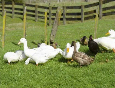  ??  ?? Make sure that the grass your ducks forage in has not been sprayed with pesticides.