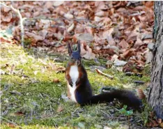  ?? Foto: W. Wörle ?? Keck und munter blickt es drein: In der Herbstkuli­sse von Sankt Ottilien (Kreis Landsberg am Lech) hat Wunibald Wörle ein Eichhörnch­en abgelichte­t.