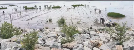  ?? (Ministry of Agricultur­e photo) ?? The mangroves being planted