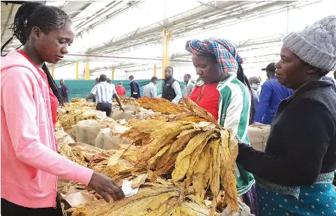 Tobacco output expected to top 290 million kg - PressReader
