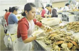  ?? LLOYD FOX/BALTIMORE SUN ?? Celia Serna and other guest workers pick crabs at the J.M. Clayton processing plant in Cambridge in 2011.