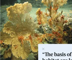  ??  ?? RIGHT Brittlesta­rs feed among the branches of coral on the Dickins Seamount in the Gulf of Alaska