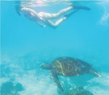  ?? — PHOTOS: GREG OLSEN ?? Snorkel with enormous sea turtles near the Tintoreras Islet, and don’t be surprised if playful sea lions nip at your flippers as you swim past.
