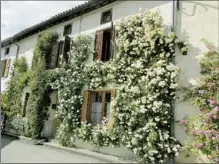  ??  ?? Des rosiers avec une maison au milieu !