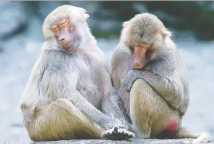  ?? PETER KNEFFEL/AFP/GETTY IMAGES ?? Companions­hip comes with a host of health benefits for numerous species of animals. For example, female baboons have more babies and live longer when they have strong social bonds, author Lydia Denworth notes in her new book, Friendship.