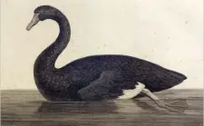  ??  ?? Black swans brought to Josephine’s garden at Malmaison (above) became a celebrated spectacle. This one(left) was sketched by Nicolas Piron on D’Entrecaste­aux’s 1791–94 expedition. Emus – such as these painted by Lesueur on Kangaroo Island (below) – were also taken on the long trip to France.