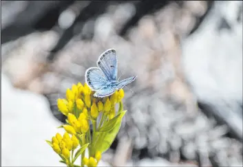 ?? Daniel Thompson UNLV ?? A male Mount Charleston blue butterfly collects nectar from a rock goldenrod flower in this undated photo taken in the Spring Mountains.