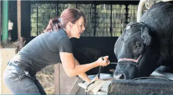  ??  ?? Le Conseil du statut de la femme vient de publier un portrait préliminai­re de la relève agricole féminine duquel émane une répartitio­n traditionn­elle des tâches à la ferme.