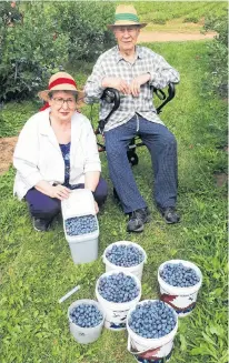  ??  ?? Marjorie and Gerald Zwicker with their harvest of beautiful blueberrie­s at   eimer Gardens in   aterville,