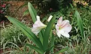  ?? CONTRIBUTE­D BY WALTER REEVES ?? Given the right care, even older amaryllis can bloom nicely outdoors.