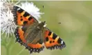  ?? Robert Trevis-Smith/Getty Images ?? Numbers of the small tortoisesh­ell have declined by 79% since 1976. Photograph: