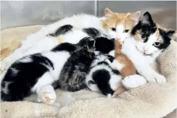  ?? HUMANE SOCIETY PHOTO ?? Two mother cats share in loving and parenting their kittens.