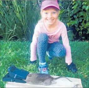  ??  ?? Kiara Scott, 8, from New Plymouth’s Woodleigh School is one of hundreds of students lining up to protect local biodiversi­ty by getting trapping for Towards Predator-Free Taranaki.