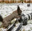  ?? Foto: Hane ?? Ganz neugierig und ohne Scheu: im Eichhörnch­enwald Fischen.