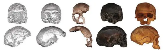  ?? Aurélien Mounier / CNRS-MNHN ?? Researcher­s used a group of skulls to lead them to a virtual skull of the last common ancestor of all modern humans.