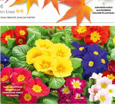  ?? ?? TAKE ADVANTAGE OF PRIMULAS’ GORGEOUS ARRAY OF SHADES.
JAPANESE MAPLE LEAVES BRING COLOUR TO AUTUMN.