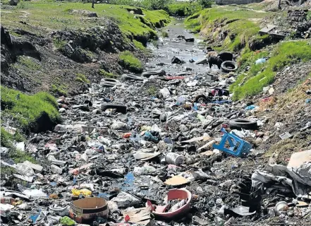  ??  ?? LIVING IN FILTH: Pigs thrive on the mud and litter choking the Komani River near Silvertown