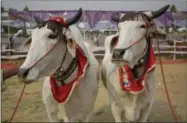  ??  ?? A pair of bulls wait for their turn to walk the ramp during a bovine beauty pageant in Rohtak, India on Saturday.