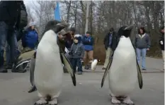  ?? Pittsburgh Post-Gazette ?? Macaroni penguins Elsa and Cakey walk at the Pittsburgh Zoo & PPG Aquarium in Highland Park in 2014.