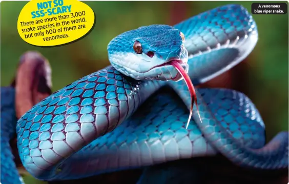  ?? ?? 3,000 more than
There are in the world, species are snake them
600 of but only venomous.
A venomous blue viper snake.