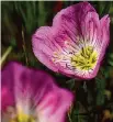  ?? Mark Mulligan/Staff photograph­er ?? Buttercups