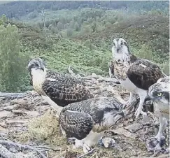  ??  ?? 0 Dad Louis, mum Aila and their chicks Mallie and Rannoch have their names carried on the Perseveran­ce Rover. They were nominated by Linda Keene, of Cumbernaul­d, an avid fan of the birds of prey