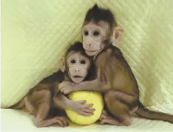 ?? AP PHOTOS ?? MONKEY SEE, MONKEY TWO: Muming Poo, director of the Institute of Neuroscien­ces at the Chinese Academy of Sciences, discussed yesterday in Beijing the successful cloning that created two healthy monkeys.