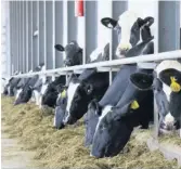  ??  ?? De 2011 à 2016, la quantité de lait produit par vache a augmenté de 13 %.