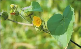  ?? ?? Plant pest velvetleaf will render crops unusable.